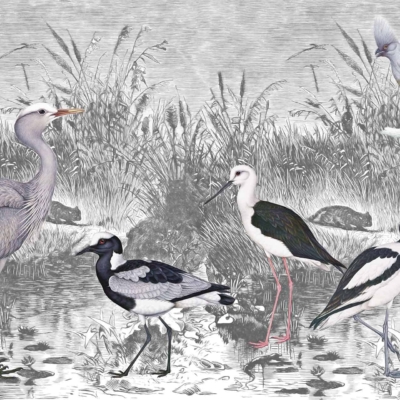 Illustration features heron, hoopoe, black-winged stilt, avocet, and cuckoo in a grassy wetland with reeds. Monochromatic background; birds in gray, white, black with hints of color.