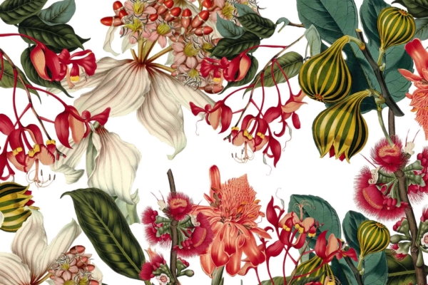 Wallpaper features a vibrant botanical illustration showcasing large white flowers with pink accents, red delicate-petaled blossoms, unique green-striped buds, and lush green leaves.