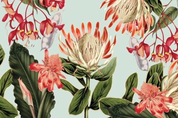 A botanical illustration on a light blue background features vibrant tropical flowers and large green leaves. The flowers exhibit intricate details in shades of red, pink, and white, including prominent protea blooms and delicate hanging blossoms.