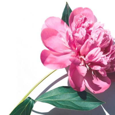 Vibrant pink peony with lush petals, one green leaf, white background, sunlight illumination, soft shadow to the right. Elegant flower.