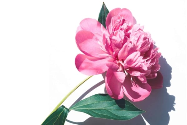 Vibrant pink peony with lush petals, one green leaf, white background, sunlight illumination, soft shadow to the right. Elegant flower.