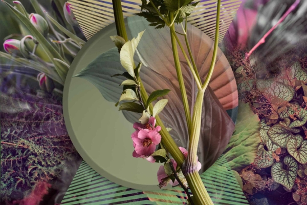Wallpaper description: Surreal collage, central circular element, plant with long stems and pink flowers. Background includes abstract patterns, nature-inspired designs with leaves and petals, mixed chop-and-change style. Prominent colors: green (plant stems), pink (flowers), various hues in abstract/nature patterns (greens, blues, reds).