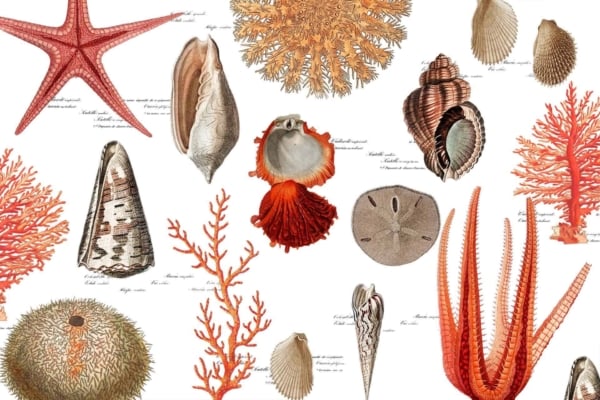 A wallpaper collage featuring intricate marine life illustrations, perfect for shell collectors. Elements include starfish, corals, shells, and sea urchins with cursive labels. The palette highlights shades of orange, brown, and beige against a white background.