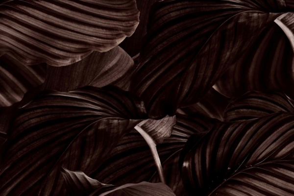 Dark wallpaper with close-up of large leaves, prominent veins, layered patterns. Rich mocha tones, intricate textures, deep shadows. Mysterious ambiance.