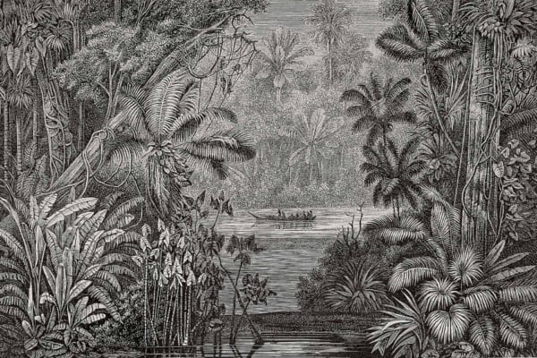 A detailed black and white illustration wallpaper features a dense tropical rainforest teeming with various plants and trees. In the center, a small boat carrying people, including Curious George, is navigating a river enveloped by lush vegetation. The misty atmosphere emphasizes the forest's depth, creating an intriguing scene. Key elements include intricate foliage patterns, towering tree trunks, and the captivating presence of Curious George in his boat. This monochromatic artwork exudes depth and richness through its detailed textures and shading.