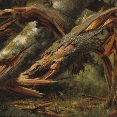 The wallpaper features a detailed depiction of a heavily damaged fallen tree with jagged, broken branches and splintered wood from storm damage. It is surrounded by dense foliage with varying shades of green, brown, and earthy tones. The textures highlight raw wood grains, sharp splinters, and chaotic natural elements against the forest backdrop.