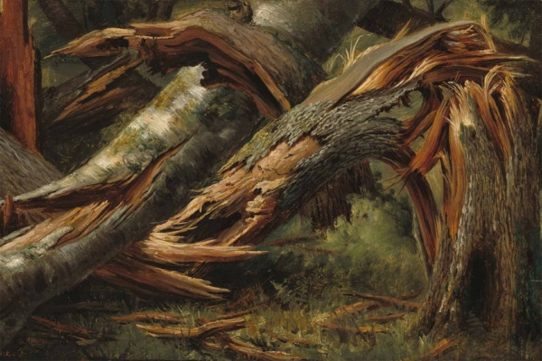 The wallpaper features a detailed depiction of a heavily damaged fallen tree with jagged, broken branches and splintered wood from storm damage. It is surrounded by dense foliage with varying shades of green, brown, and earthy tones. The textures highlight raw wood grains, sharp splinters, and chaotic natural elements against the forest backdrop.