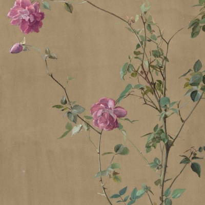 Wallpaper features:
- Delicate rose plant
- Two vibrant pink roses in full bloom
- One smaller rosebud
- Several green leaves
- Thin, meandering stems
- Muted beige background
- Simple yet elegant composition