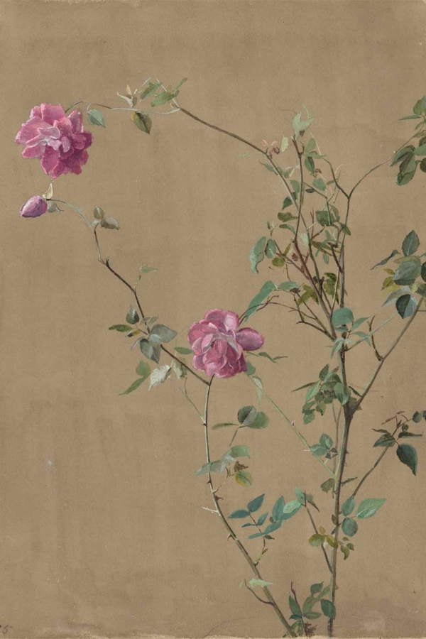 Wallpaper features:
- Delicate rose plant
- Two vibrant pink roses in full bloom
- One smaller rosebud
- Several green leaves
- Thin, meandering stems
- Muted beige background
- Simple yet elegant composition