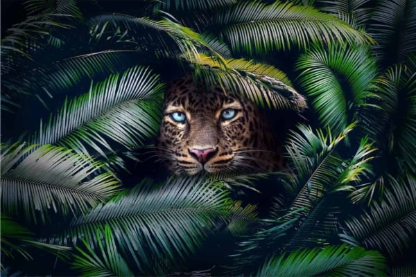 Wallpaper features: leopard, piercing blue eyes, green palm fronds, bright lush foliage, sleek spotted fur, dramatic jungle scene.