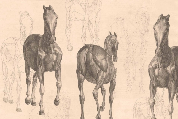 The wallpaper showcases three detailed anatomical sketches of horses, each highlighting the muscular structure in sepia tones. The background features light, partial studies of equine anatomy, blending seamlessly to evoke a sense of a fantastical journey. Key elements include rich sepia ink for depth, intricate lines defining muscles and tendons, and soft shading to create dimension. This creates a timeless and classic aesthetic perfect for invoking the spirit of mythical adventure.