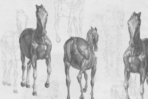 Sure! The wallpaper features a detailed anatomical drawing of three horses, emphasizing muscle structure and multiple perspectives. Faint, skeletal sketches of horses in various poses are subtly integrated into the background. The dominant elements include anatomically precise muscles and bones against a softer backdrop. Colors used are primarily shades of brown, gray, and off-white for the muscles and bones, with the background featuring muted earth tones to evoke a fantastical journey through equine anatomy.