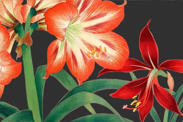 A wallpaper featuring vibrant red and orange amaryllis flowers with lush green stems and leaves set against a dark background. The delicately shaded petals exhibit intricate details and textures, showcasing the floral arrangement's elegance akin to Clivia miniata displays. Key elements: vibrant red, orange amaryllis, green stems, leaves, dark background, delicate shading, intricate details, floral elegance.