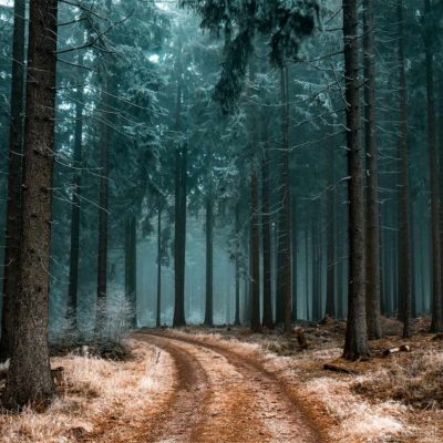 Wallpaper features: narrow dirt path, dense forest, tall straight trees, dry foliage, earthy tones of brown and green, misty background with serene and mysterious ambiance.
