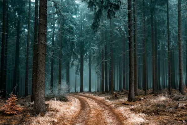Wallpaper features: narrow dirt path, dense forest, tall straight trees, dry foliage, earthy tones of brown and green, misty background with serene and mysterious ambiance.