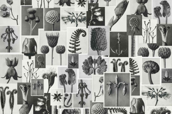 A collage of grayscale botanical illustrations features various flowers, plants, ferns, and leaves. The wallpaper is arranged in a grid pattern with detailed renderings. Elements include different shapes and textures of nature-inspired designs in shades of gray.
