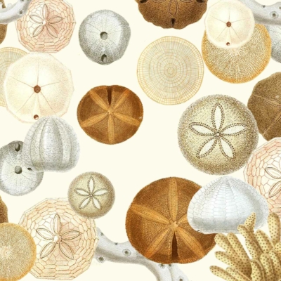 Wallpaper illustration featuring assorted sea urchin and sand dollar shells in shades of white, beige, and brown. Delicate coral pieces add to the marine theme. The design highlights intricate patterns and textures against a light background.