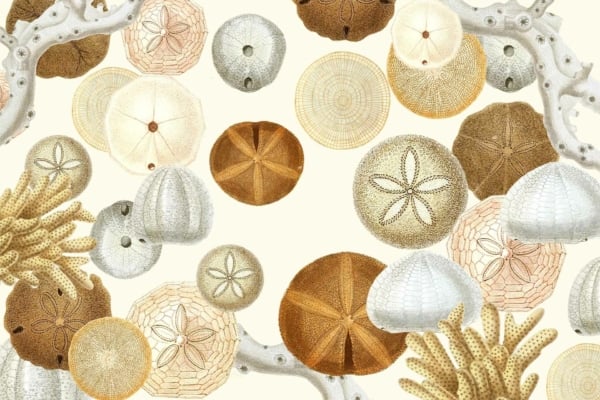 Wallpaper illustration featuring assorted sea urchin and sand dollar shells in shades of white, beige, and brown. Delicate coral pieces add to the marine theme. The design highlights intricate patterns and textures against a light background.