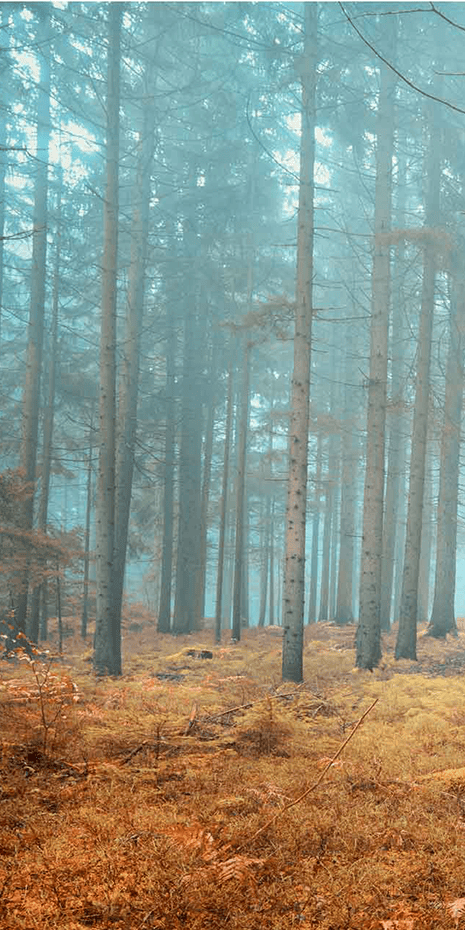 CaraSaven-Sunset-Pines-Wallpaper Sunset Pines Banner by Cara Saven Wall Design