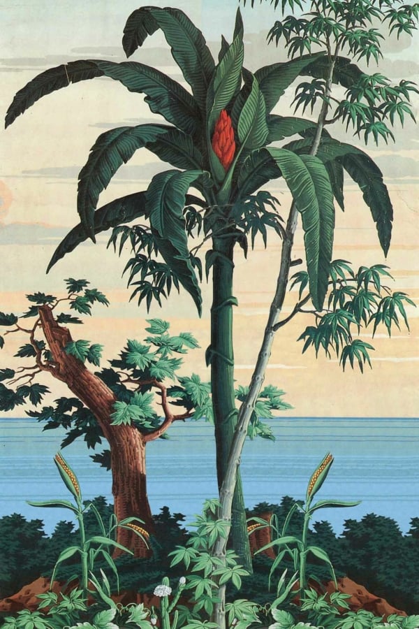 Wallpaper displays a vivid tropical landscape with tall banana trees featuring lush green leaves and vibrant red blossoms. Surrounding foliage includes dense, verdant plants creating a rich and inviting greenery. In the background, the wallpaper reveals a breathtaking view of a calm blue sea harmoniously blended with an orange-tinged sunset sky. Elements: banana trees, green leaves, red blossoms, surrounding plants, blue sea, orange sunset sky. Colors: lush green, vibrant red, deep blue, warm orange.
