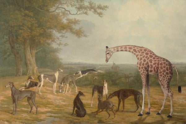 Wallpaper features a gentle giraffe among eight greyhounds in a grassy field with trees and cloudy sky. Various greyhound poses: sitting, standing, lying down. Colors: shades of green, brown, white, black, gray. Overcast ambiance with muted tones and subtle contrasts.