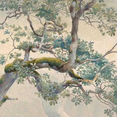 A serene, nature-inspired wallpaper showcasing a detailed, gnarled tree trunk with twisting branches adorned in lush green leaves. Moss decorates the bark, adding texture and depth. The background features a soft, muted sky with pastel hues, creating a peaceful atmosphere. Key elements: gnarled trunk, twisting branches, green leaves, mossy bark, pastel sky.