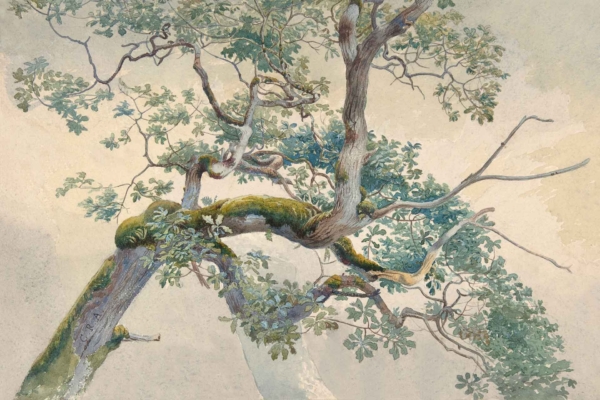 A serene, nature-inspired wallpaper showcasing a detailed, gnarled tree trunk with twisting branches adorned in lush green leaves. Moss decorates the bark, adding texture and depth. The background features a soft, muted sky with pastel hues, creating a peaceful atmosphere. Key elements: gnarled trunk, twisting branches, green leaves, mossy bark, pastel sky.