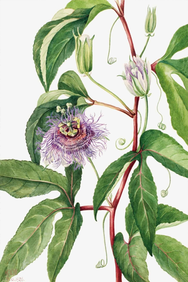 **Wallpapers Botanical Illustration of Passionflower Vine**

**Elements:**
- Detailed parts including blooming flower
- Unopened buds
- Green leaves with tendrils

**Passionflower Description:**
- Symbol of self-love
- Purple filaments, white petals
- Green central structure with reproductive parts