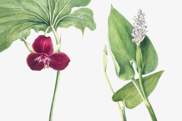 Botanical wallpaper features two vibrant plants. Left plant showcases a dark red, three-petaled flower paired with a broad, green leaf above it. Right plant displays slender green leaves and a light purple flower spike rising from the center, evoking French historical symbolism. Dominant colors: dark red, green, and light purple on a botanical-themed background.