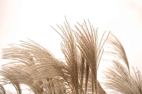 Close-up shot of tall, beige feathery grass plumes swaying gently against a pale, overcast sky. The delicate wispy texture of the grass contrasts with the soft, diffused light in the background. The hues include muted beiges and off-whites for the plumes, set against a soft grayish-white sky. This subtle scene evokes a serene calmness similar to the prelude to stormy historical events like the French Revolution.