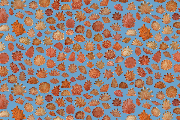A vibrant collage of diverse seashells in shades of red, orange, and brown on a blue background. Various shapes and textures are featured, creating an evenly distributed repetitive pattern.