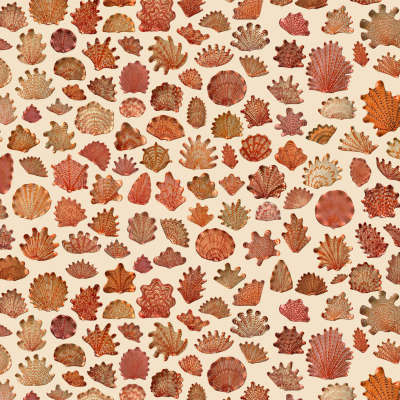 Beige background, intricately patterned reddish-brown seashells, diverse shapes and sizes, unique textures and designs, visually rich wallpaper.