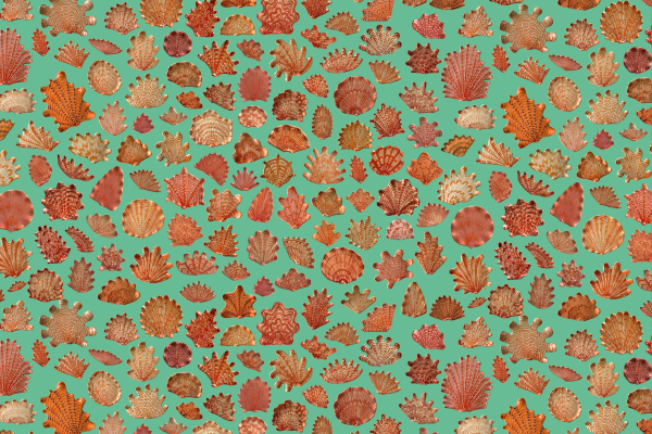 A grid pattern displays a variety of red and orange coral samples against a turquoise background. The corals are showcased in different shapes, sizes, and textures, highlighting diverse natural marine forms. Key elements: red coral, orange coral, turquoise background, grid pattern.