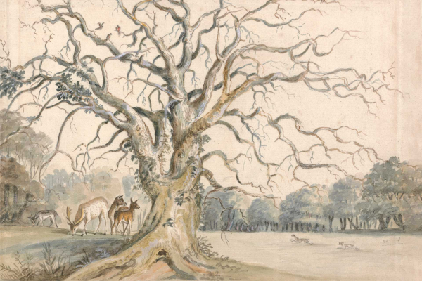 The wallpaper depicts a serene nature scene featuring a large, aged tree with sprawling branches in the foreground. Several deer congregate near its base. The background showcases a tranquil forest adorned with tall trees and soft foliage under a light sky. Key elements include: aged tree, sprawling branches, deer, forest, tall trees, soft foliage, and light sky. Color palette features earthy browns and greens with gentle blues for the sky.