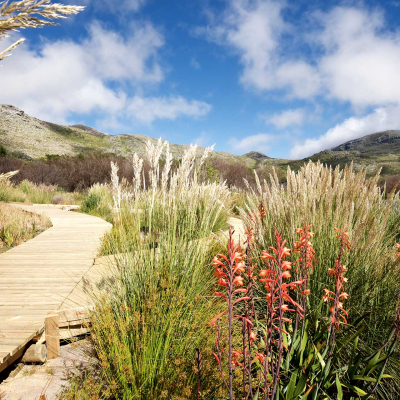 A serene wallpaper featuring a winding wooden boardwalk amidst tall grasses and vibrant red and white wildflowers. It leads towards distant mountains under a bright blue sky with scattered clouds. The scene is colorful, calm, and natural, showcasing the rich greens of the grasses, the striking reds and whites of the flowers, and the clear blues of the sky.