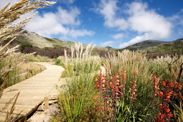 A serene wallpaper featuring a winding wooden boardwalk amidst tall grasses and vibrant red and white wildflowers. It leads towards distant mountains under a bright blue sky with scattered clouds. The scene is colorful, calm, and natural, showcasing the rich greens of the grasses, the striking reds and whites of the flowers, and the clear blues of the sky.