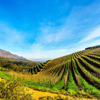 Wallpaper features a picturesque wineland with neatly aligned rows of grapevines on a hill. Elements include clear blue sky, distant mountains, and golden sunlight illuminating the landscape. Colors featured are vibrant greens, deep blues, and warm golden hues casting gentle shadows.