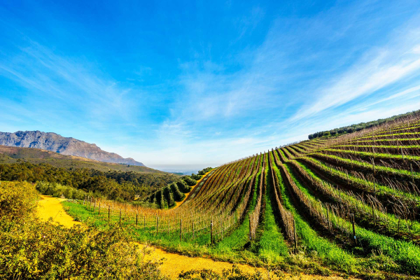 Wallpaper features a picturesque wineland with neatly aligned rows of grapevines on a hill. Elements include clear blue sky, distant mountains, and golden sunlight illuminating the landscape. Colors featured are vibrant greens, deep blues, and warm golden hues casting gentle shadows.