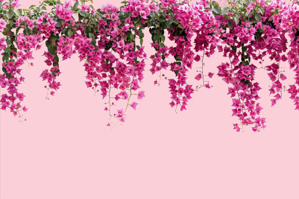 Wallpaper features a vibrant cascade of pink bougainvillea flowers forming an arch-like display against a soft pink background. Green foliage intermingles, adding contrast and depth.Colors: Vibrant Pink, Soft Pink, Green. Elements: Bougainvillea Flowers, Arch Display, Contrast Foliage.