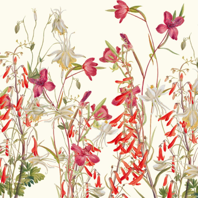 An illustration featuring vibrant flowers, including red and white columbines, clustered together. The botanical style showcases detailed petals and intertwining green stems and leaves. The light background subtly hints at the soft hues of dusk. Key elements: **red columbines**, **white columbines**, **green stems**, **green leaves**, **botanical detail**, and a **soft dusk-hued background**.