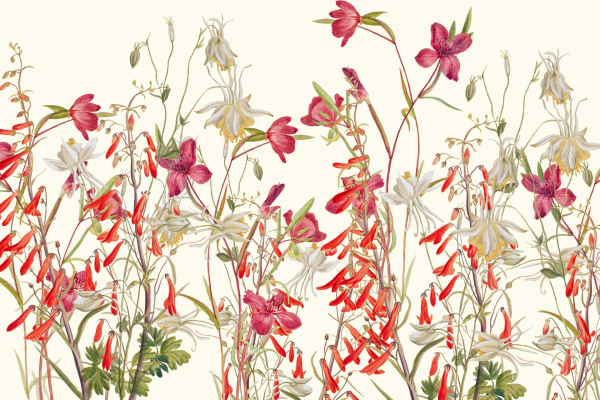 An illustration featuring vibrant flowers, including red and white columbines, clustered together. The botanical style showcases detailed petals and intertwining green stems and leaves. The light background subtly hints at the soft hues of dusk. Key elements: **red columbines**, **white columbines**, **green stems**, **green leaves**, **botanical detail**, and a **soft dusk-hued background**.