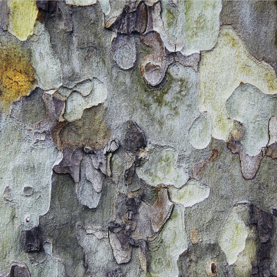 Close-up of a tree bark in Durban showcases a mottled texture with an abstract pattern. The surface displays shades of gray, green, and brown, creating a natural blend. Peeling bark reveals layers with rough edges. Key elements: mottled texture, shades of gray-green-brown, abstract pattern, peeling layers, rough edges.