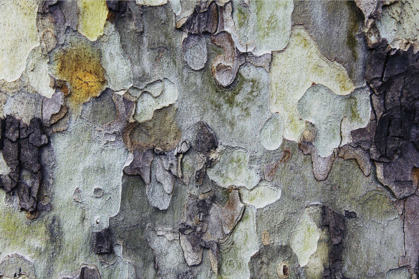 Close-up of a tree bark in Durban showcases a mottled texture with an abstract pattern. The surface displays shades of gray, green, and brown, creating a natural blend. Peeling bark reveals layers with rough edges. Key elements: mottled texture, shades of gray-green-brown, abstract pattern, peeling layers, rough edges.