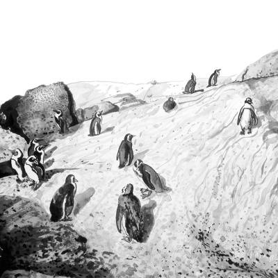 Black and white illustration; snowy terrain; penguins; rocky landscape; standing penguins; walking penguins; sitting penguins; large boulders.