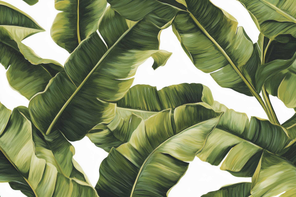 Green banana leaves, large and overlapping, visible veins, plain white background, lush, tropical feel, varying shades of green.