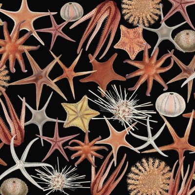 The wallpaper features a random arrangement of starfish and sea urchin patterns in shades of brown, orange, and beige. Delicate bits of blue are woven into the design, set against a black background. Various textures and shapes highlight the diversity in marine life elements.