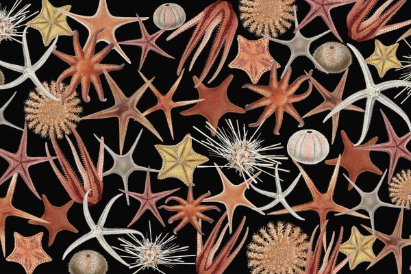 The wallpaper features a random arrangement of starfish and sea urchin patterns in shades of brown, orange, and beige. Delicate bits of blue are woven into the design, set against a black background. Various textures and shapes highlight the diversity in marine life elements.