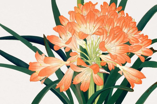 Wallpaper features bright orange lilies with long, lush green leaves on a crisp white background. The flowers boast trumpet-shaped petals and distinctive yellow-tipped stamens, exuding an Art Deco elegance. Elements include: orange lilies, green leaves, white backdrop, yellow stamens, and Art Deco inspiration.