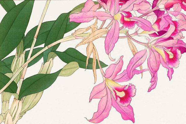 Vibrant pink flowers; intricate details; green leaves; pale background; petals with yellow accents; deep pink center accents; delicate floral arrangement.