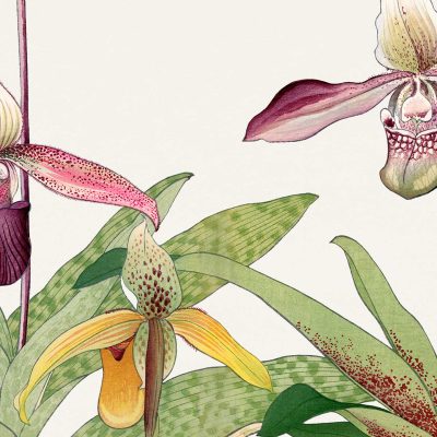 Wallpaper Illustration: Features three orchids with large, detailed blooms and lush green leaves. The orchids sway gently, showcasing petals with varying hues of pink, white, and yellow. Petal patterns resemble tiger stripes against a light background. Key elements include: Orchids, Large Blooms, Lush Green Leaves, Pink Hues, White Blossoms, Yellow Accents, Tiger Stripes Pattern.